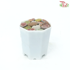 Succulent Lithops《生石花多肉》-Pudu Ria Florist-prflorist.com.my