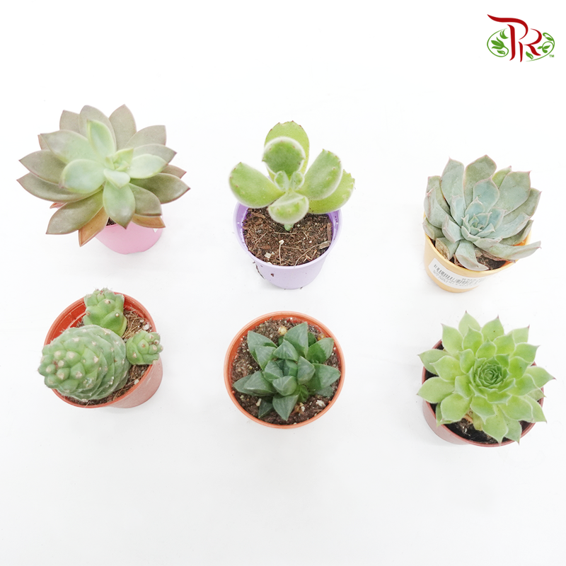 Mini Succulent 《多肉》 Randomly selected - Pudu Ria Florist