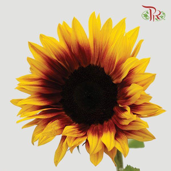 Sunflower Bicolor - (5 Stems)-Yellow-Malaysia-prflorist.com.my