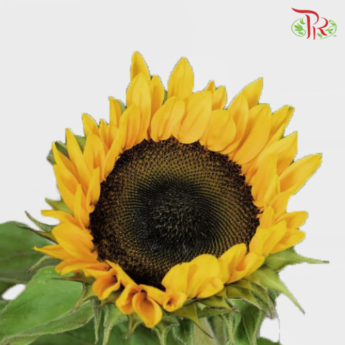 Sunflower Mini - (10 Stems)-Yellow-China-prflorist.com.my