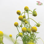 Sweet Fruit - (Per Bunch)-Yellow-China-prflorist.com.my