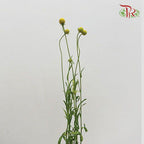 Sweet Fruit - (Per Bunch)-Yellow-China-prflorist.com.my