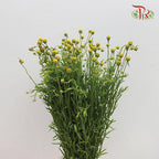 Sweet Fruit - (Per Bunch)-Yellow-China-prflorist.com.my