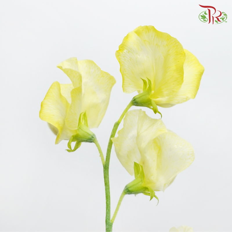 Sweet Pea - Dyed Parfum Yellow Procona (5 Stems)-Lemon Yellow-Netherland-prflorist.com.my