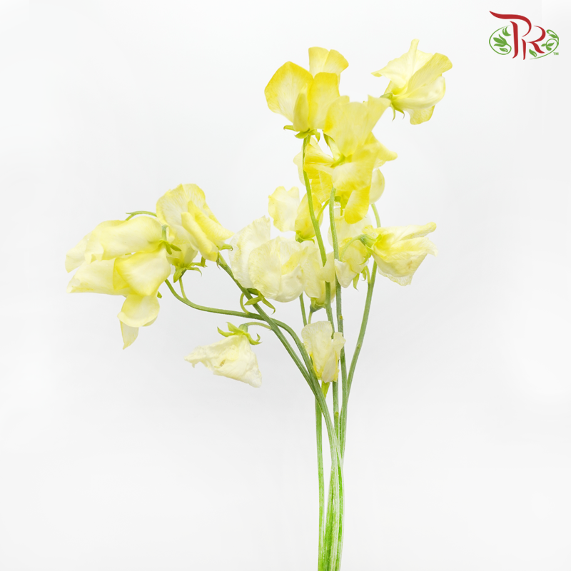 Sweet Pea - Dyed Parfum Yellow Procona (5 Stems)-Lemon Yellow-Netherland-prflorist.com.my