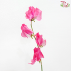Sweet Pea - Hot Pink (5 Stems)-Hot Pink-Japan-prflorist.com.my