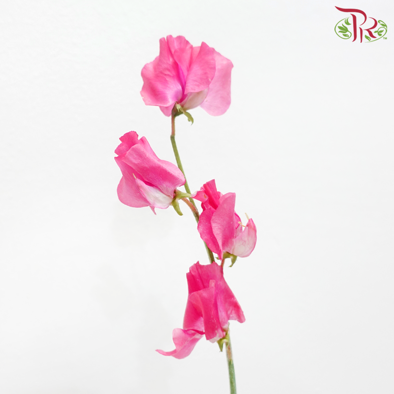 Sweet Pea - Hot Pink (5 Stems)-Hot Pink-Japan-prflorist.com.my