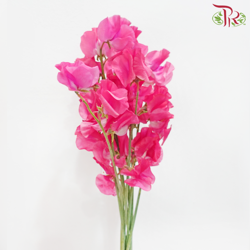 Sweet Pea - Hot Pink (5 Stems)-Hot Pink-Japan-prflorist.com.my