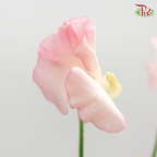 Sweet Pea - Light Pink (5 Stems)-Pink-Japan-prflorist.com.my