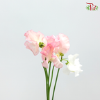 Sweet Pea - Light Pink (5 Stems)-Pink-Japan-prflorist.com.my