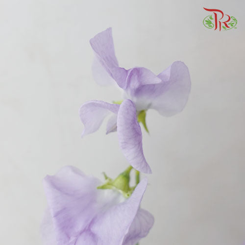Sweet Pea - Light Purple (5 Stems)-Purple-Netherland-prflorist.com.my