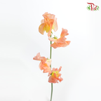 Sweet Pea - Mango Magic (5 Stems)-Orange-Japan-prflorist.com.my