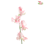 Sweet Pea - Mixed Red And White (5 Stems)-Red-Japan-prflorist.com.my