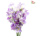 Sweet Pea - Purple Mixed White (5 Stems)-Purple-Japan-prflorist.com.my
