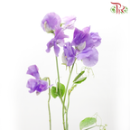 Sweet Pea - Purple (Per Bunch)-Purple-China-prflorist.com.my