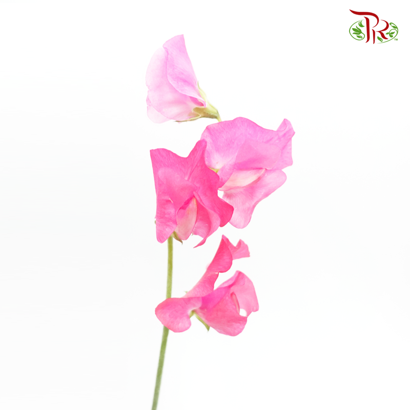 Sweet Pea - Scarlet Queen Pink (5 Stems)-Pink-Japan-prflorist.com.my