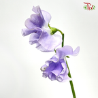 Sweet Pea - Sweet Purple (5 Stems)-Purple-Japan-prflorist.com.my