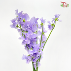 Sweet Pea - Sweet Purple (5 Stems)-Purple-Japan-prflorist.com.my