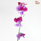 Sweet Pea - Two Tone Purple (5 Stems)-Purple-Japan-prflorist.com.my