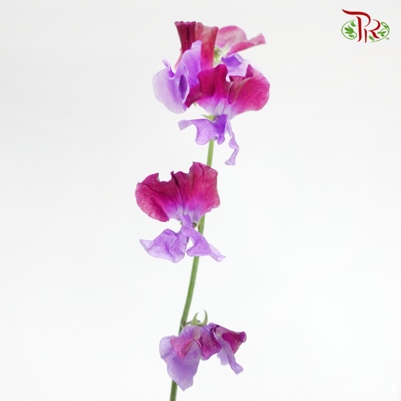Sweet Pea - Two Tone Purple (5 Stems)-Purple-Japan-prflorist.com.my