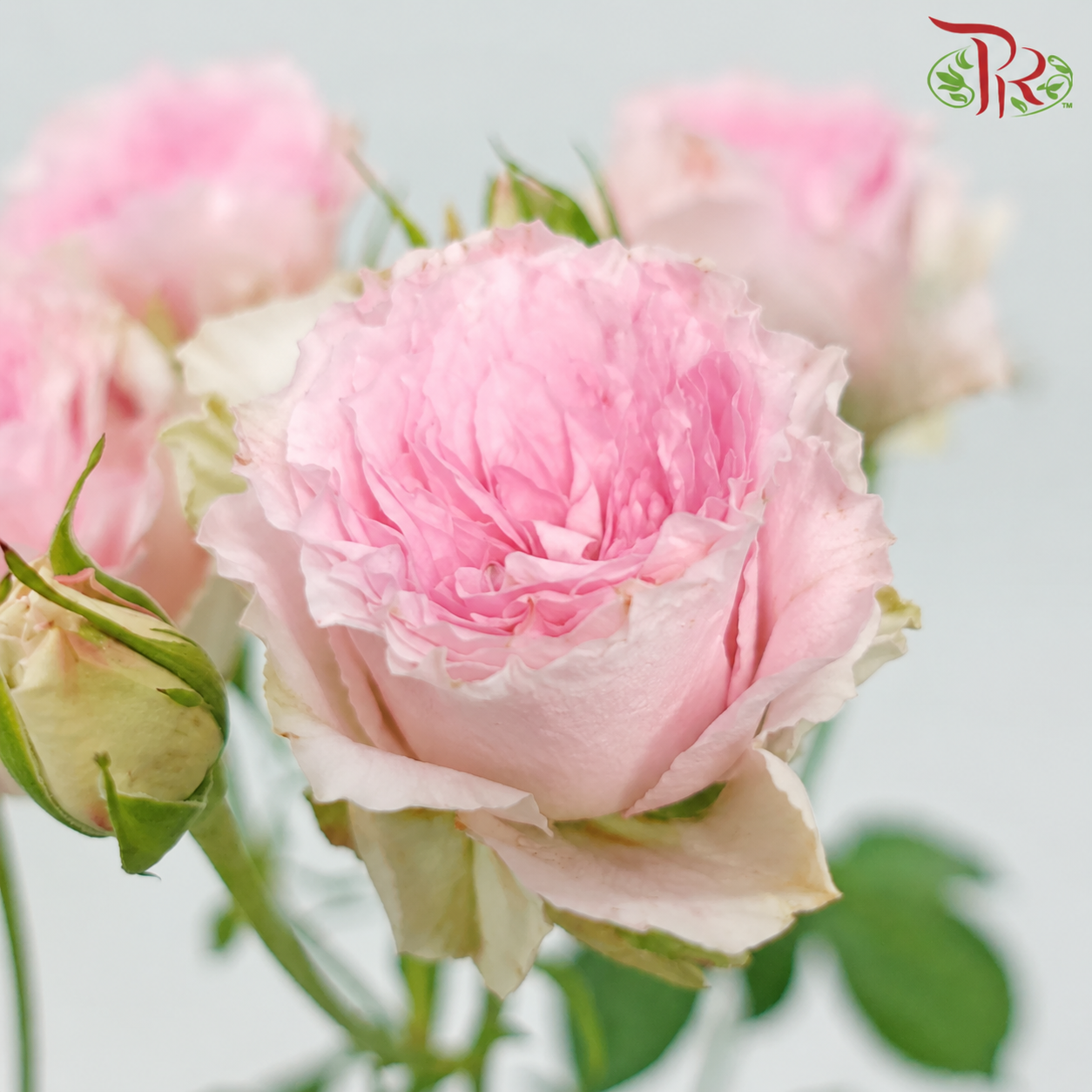 Rose Spray 《多头玫瑰》