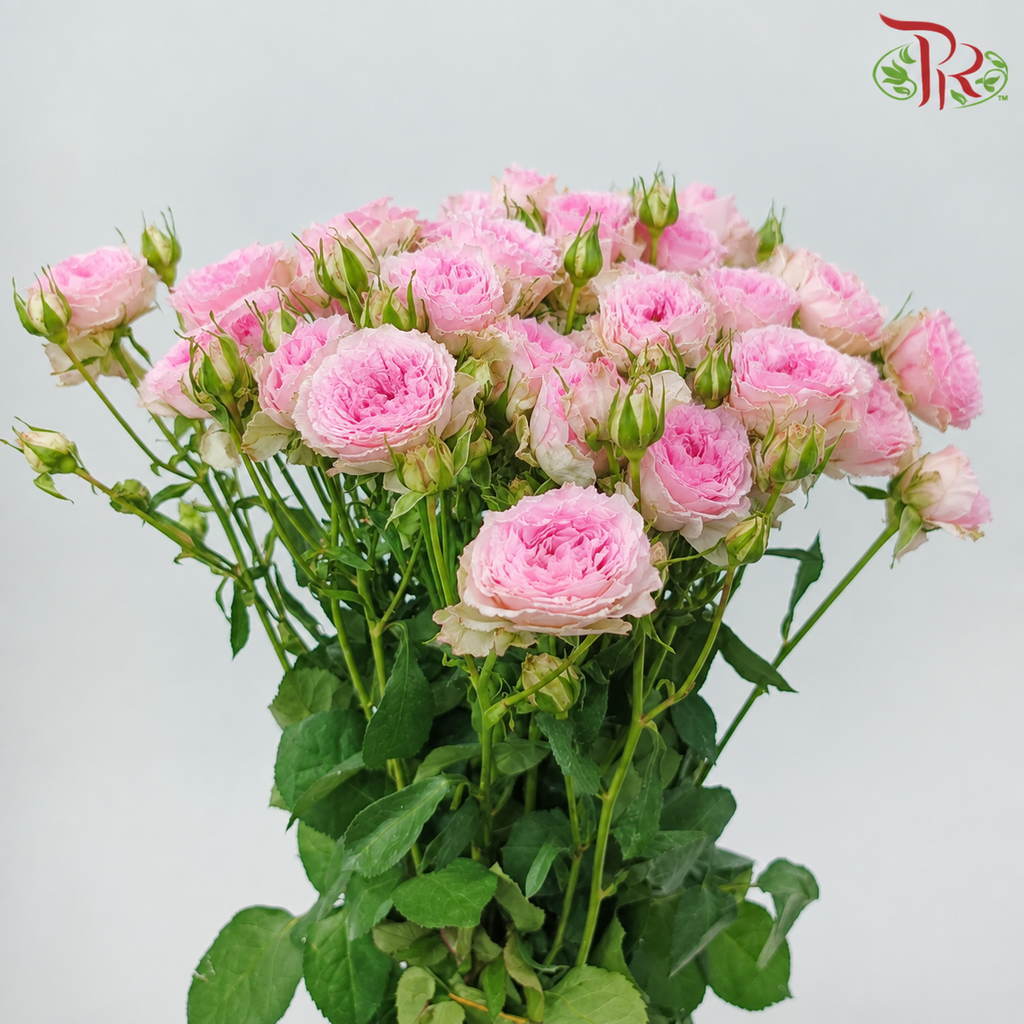Rose Spray 《多头玫瑰》