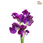 Sweet Pea- Dark Purple (5 Stems) - Pudu Ria Florist