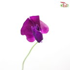 Sweet Pea- Dark Purple (5 Stems) - Pudu Ria Florist
