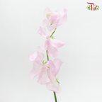 Sweet Pea - Laurent Light Blush Pink (10 stems) - Pudu Ria Florist
