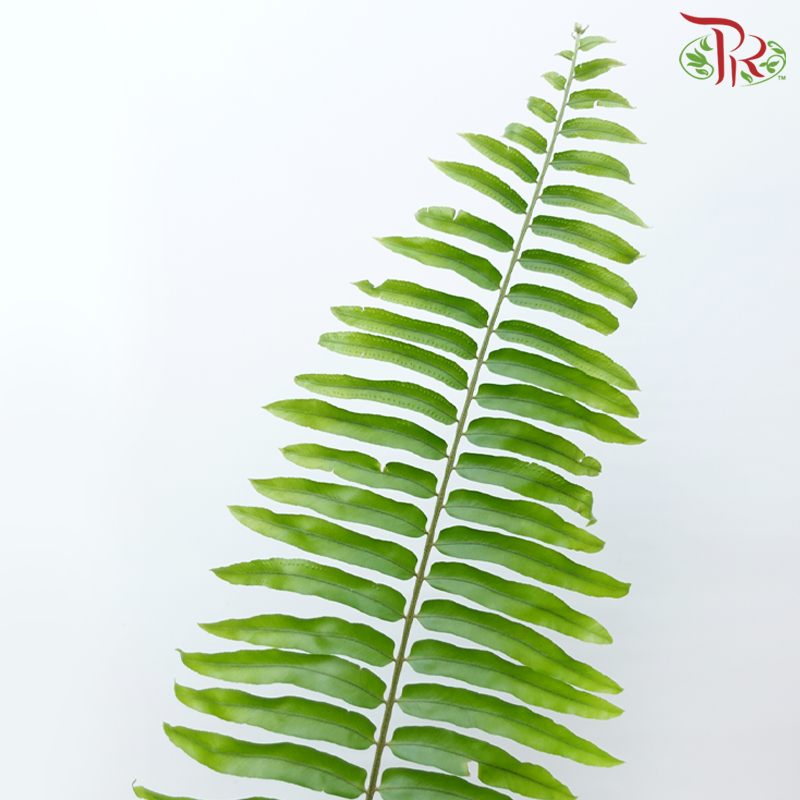 Sword Fern (10 Stems)-Malaysia-prflorist.com.my