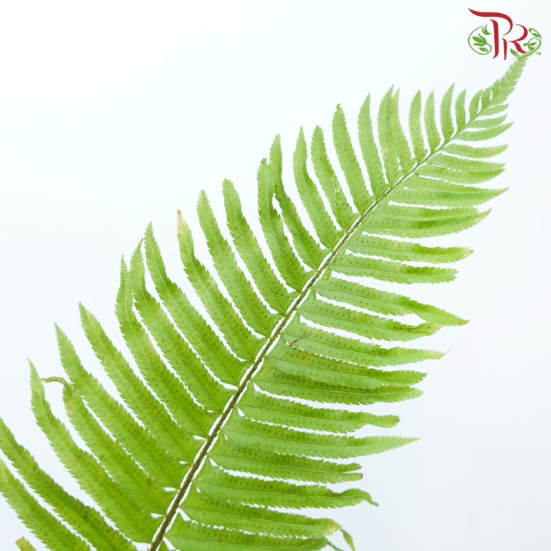 Sword Fern (5 Stems)-Green-Netherland-prflorist.com.my