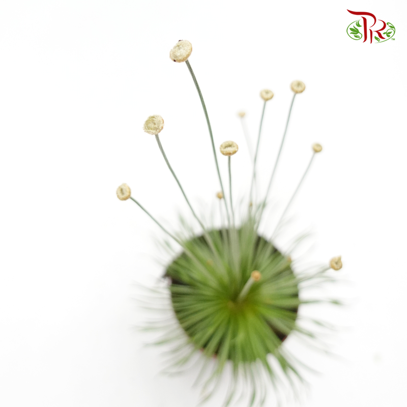 Syngonanthus Mikado 《金花穀精》-Pudu Ria Florist-prflorist.com.my