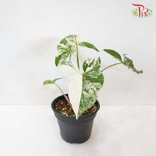 Syngonium Albo《斑葉合果芋》-Pudu Ria Florist-prflorist.com.my