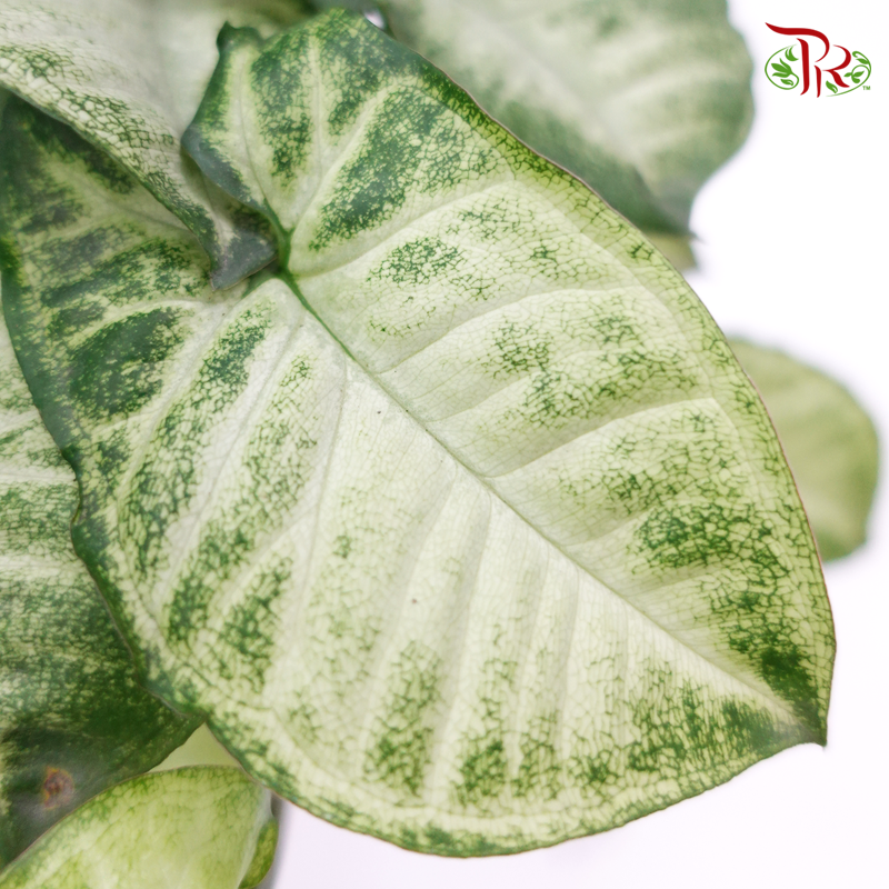 Syngonium《合果芋》