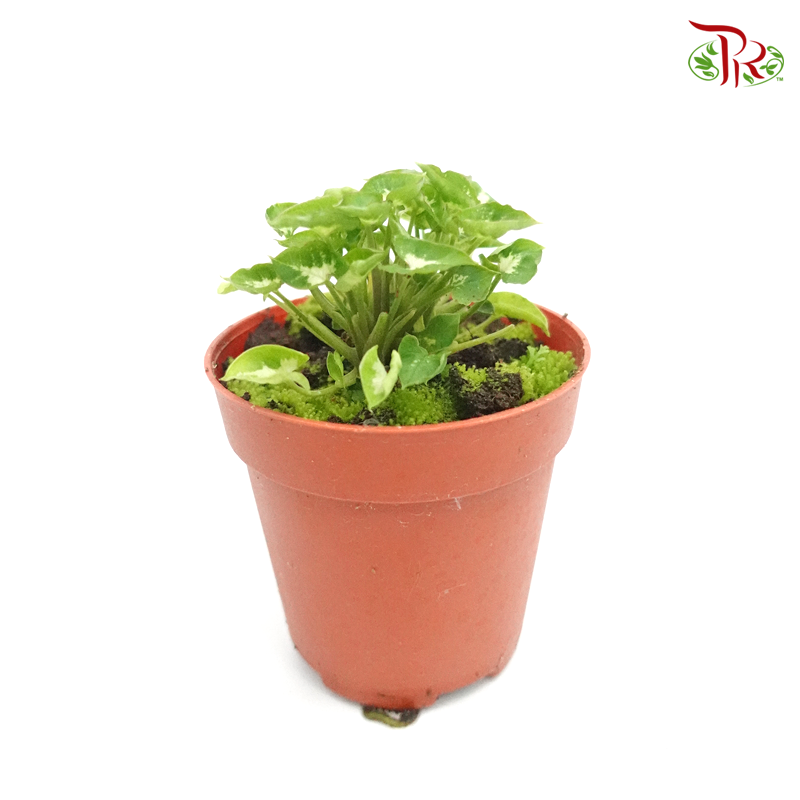 Syngonium Mini 《迷你合果芋》-Pudu Ria Florist-prflorist.com.my