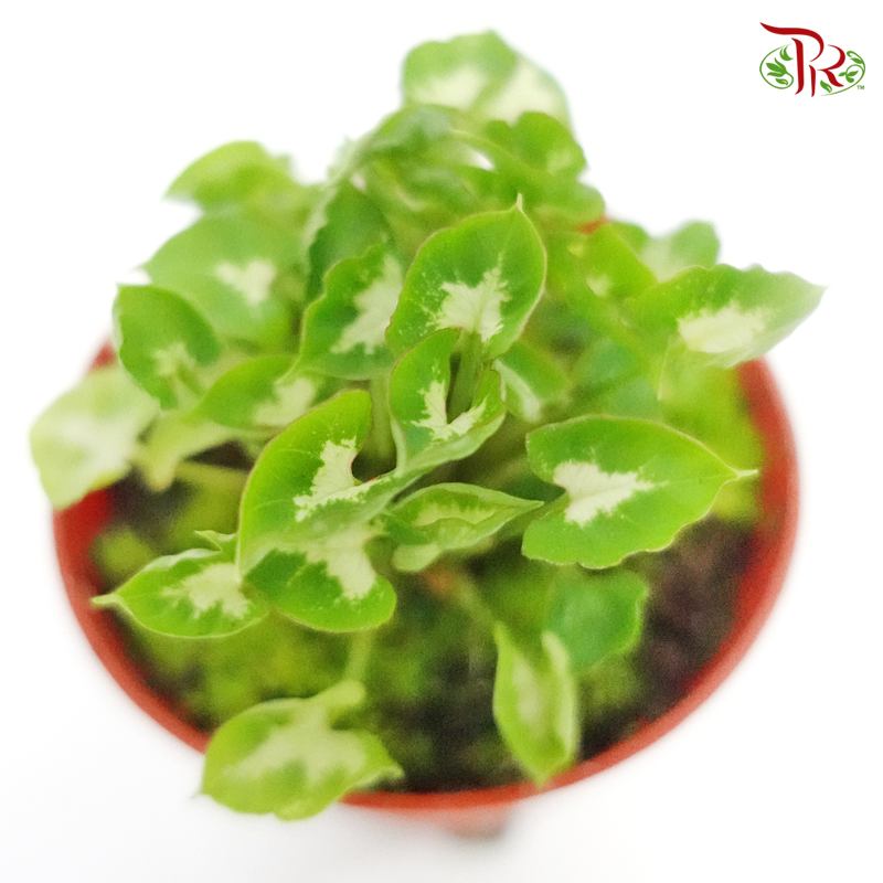 Syngonium Mini 《迷你合果芋》-Pudu Ria Florist-prflorist.com.my