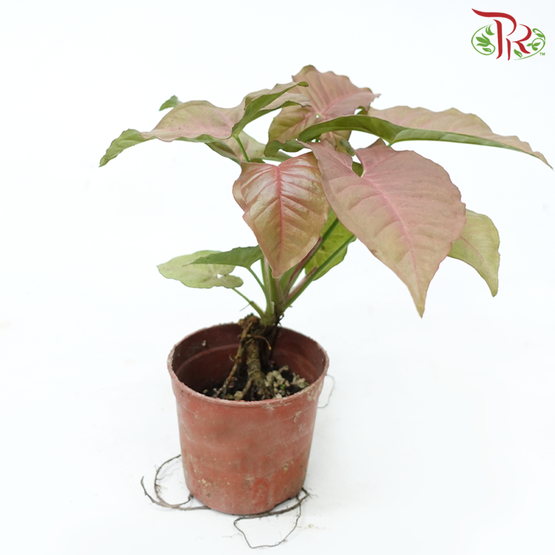 Syngonium《合果芋》