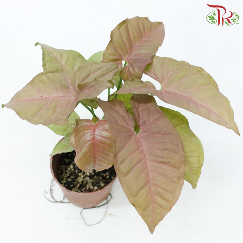 Syngonium《合果芋》
