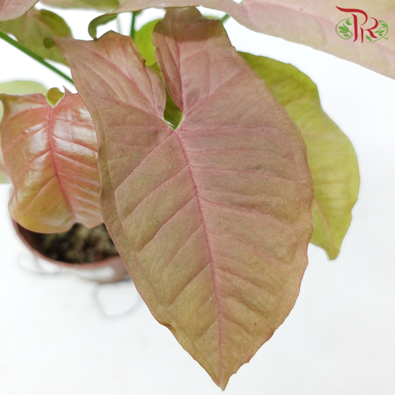 Syngonium《合果芋》