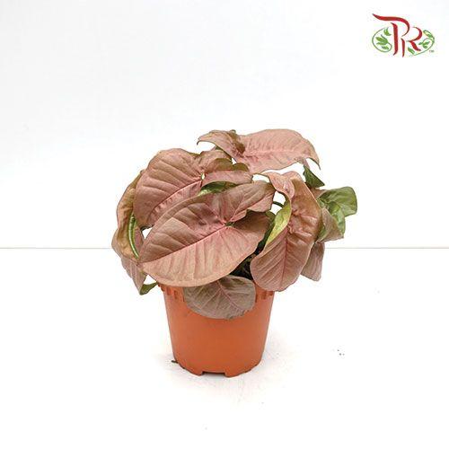 Syngonium Pink《粉蝶合果芋》(2 Sizes)-Pot diameter: 12cm Plant height: 30cm (Included pot height)-Pudu Ria Florist-prflorist.com.my