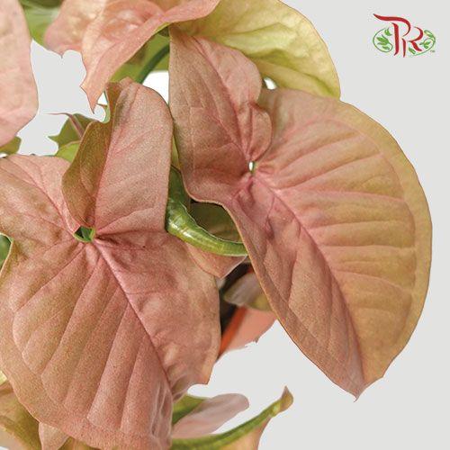 Syngonium Pink《粉蝶合果芋》(2 Sizes)-Pudu Ria Florist-prflorist.com.my
