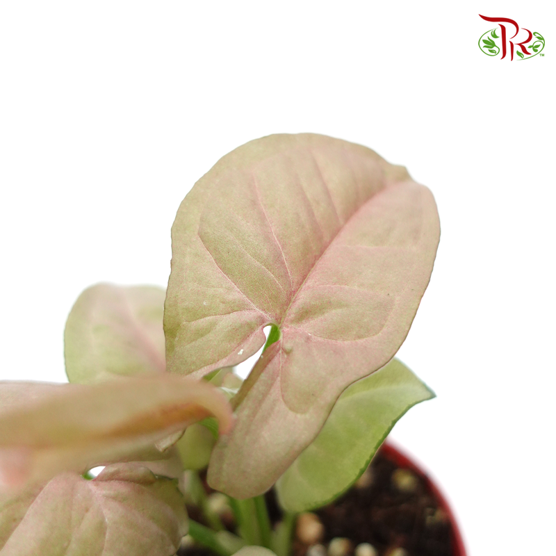 Syngonium Pink《粉蝶合果芋》(2 Sizes)-Pudu Ria Florist-prflorist.com.my
