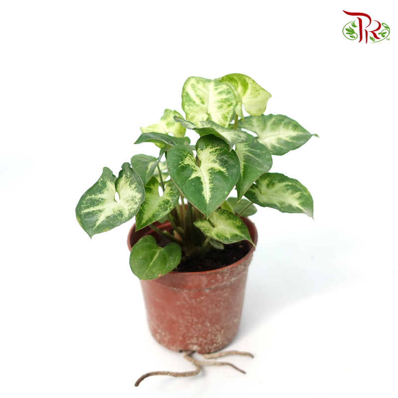 Syngonium Pixie 《绿精灵合果芋》-Pudu Ria Florist-prflorist.com.my