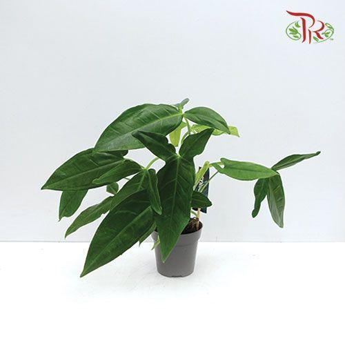 Syngonium Podophyllum Trileaf Wonder 《三裂合果芋》-Snmr-prflorist.com.my