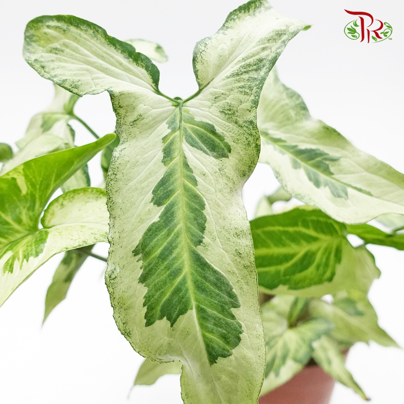 Syngonium Three Kings 《魔法大理石果芋》-Pudu Ria Florist-prflorist.com.my