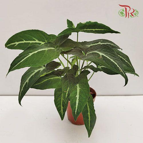 Syngonium Wendlandii    《绒叶合果芋》-Pudu Ria Florist-prflorist.com.my