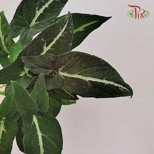 Syngonium Wendlandii    《绒叶合果芋》-Pudu Ria Florist-prflorist.com.my