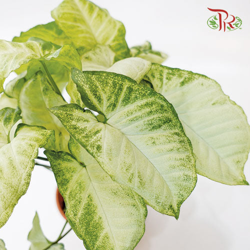 Syngonium White《合果芋》- (25cm)-Pudu Ria Florist-prflorist.com.my