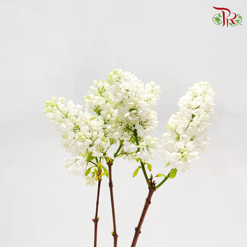 Syringa - (5 Stems)-Netherland-prflorist.com.my