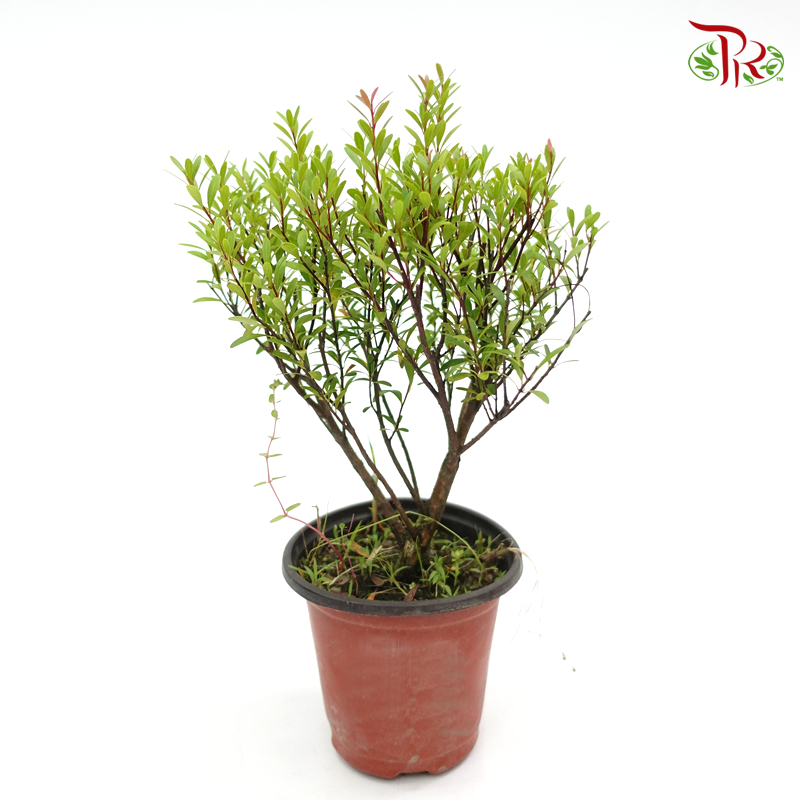 Syzygium Buxifolium 《小叶赤楠》20cm-Pudu Ria Florist-prflorist.com.my
